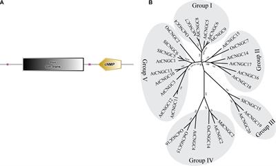 CRISPR/Cas9-Mediated Mutagenesis of MdCNGC2 in Apple Callus and VIGS-Mediated Silencing of MdCNGC2 in Fruits Improve Resistance to Botryosphaeria dothidea